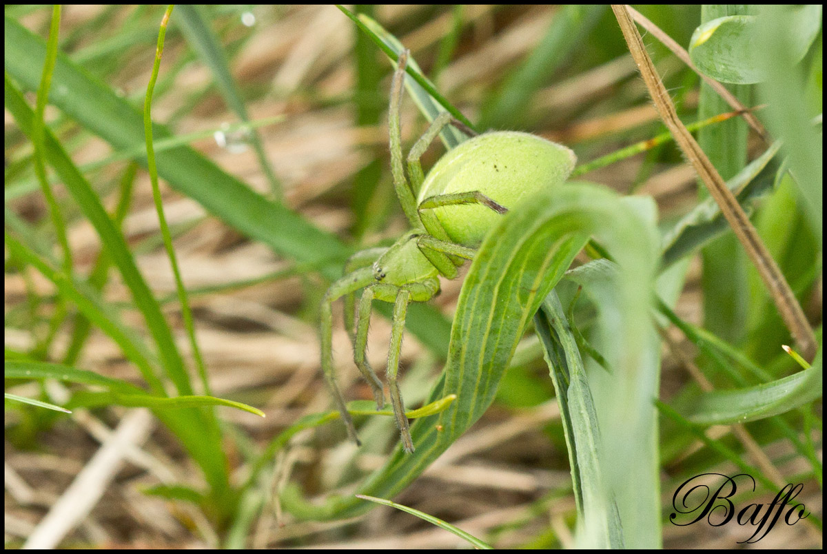 Micrommata ligurina - Carso triestino (TS)